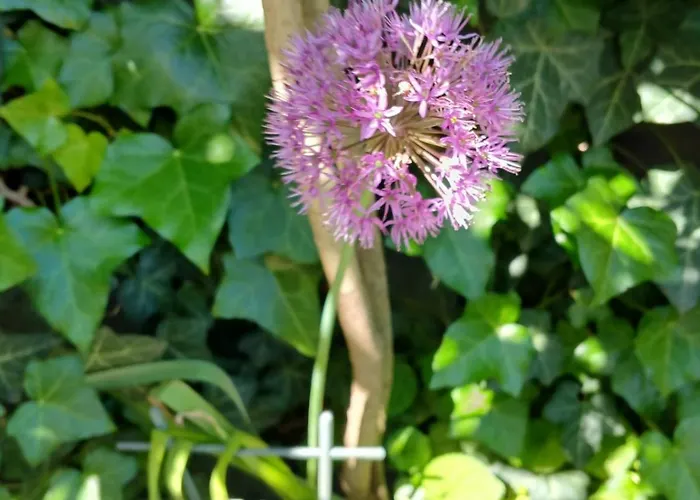 Maestral ポレッチ